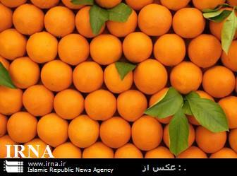 کشف پنج هزار و 700 کیلو گرم پرتقال رنگی در مشهد