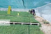 گلخانه‌های تولید نشا در شهرستان جهرم افزایش یافت