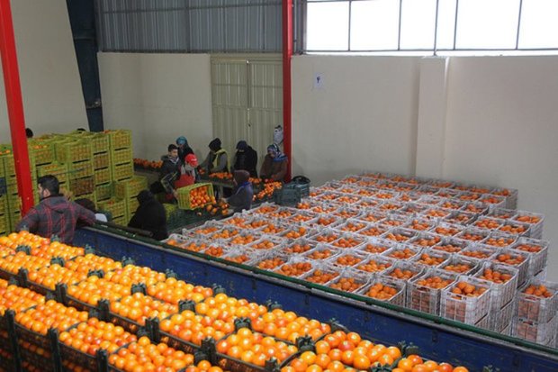 380 تن سیب و پرتقال شب عید در قرچک توزیع می شود