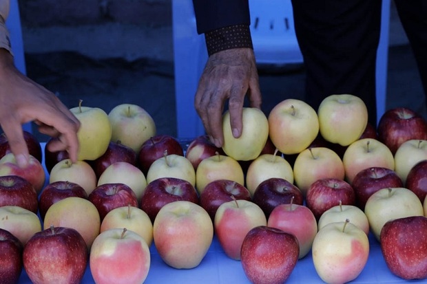 جشنواره سیب و خشکبار کشاورزی مراغه را توسعه می دهد