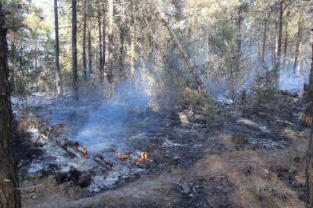 سهل انگاری 1200 مترمربع از منطقه جنگلی زیتون تپه آزادشهر را به آتش کشید