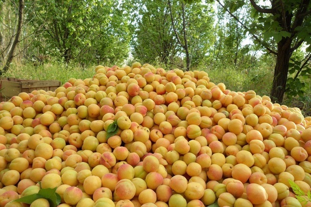 93 هزار تن میوه در کهگیلویه و بویراحمد برداشت شد