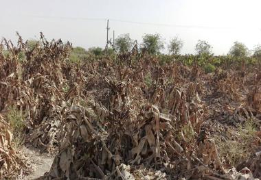 میلیاردها تومان خسارت به بخش کشاورزی چابهار وارد شد