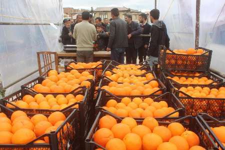 بیش از 50 تن میوه شب عید در خلخال توزیع شد