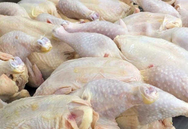 68 درصد گوشت مرغ خراسان شمالی در شیروان تولید می شود
