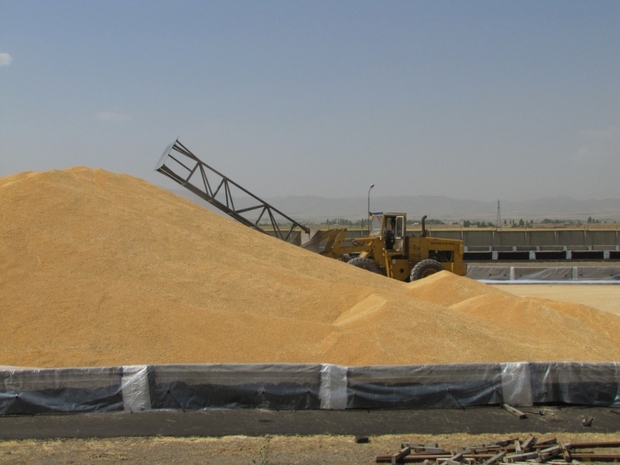 روزانه 3 هزار تن گندم به استانهای دیگر حمل می شود