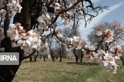 سرما درختان شکوفه زده در زنجان را تهدید می‌کند