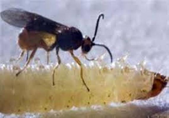 مبارزه بیولوژیکی با رهاسازی زنبورهای 'براکون' در مزارع گوجه فرنگی میاندوآب