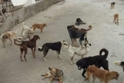 سالانه یکهزار قلاده سگ ولگرد در شهر زنجان جمع آوری می شود