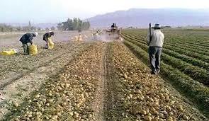 جذب ۹۳درصدی سهم بخش کشاورزی از تسهیلات مصوب اشتغال در سیستان و بلوچستان
