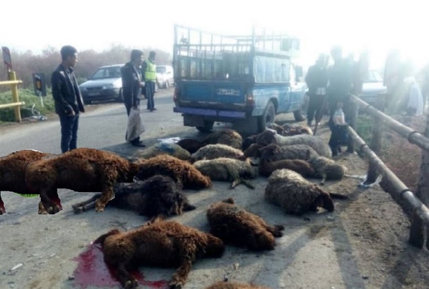 25 گوسفند در تصادف جاده کنه بیست مشهد تلف شد