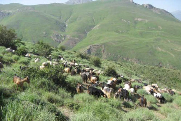 نیروی تازه نفس وارد منابع طبیعی آذربایجان غربی نشده است
