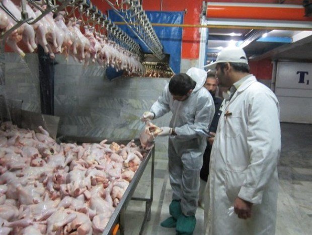 نظارت بهداشتی و شرعی بر کشتار بیش از 12 میلیون قطعه طیور گوشتی در البرز