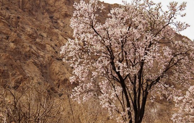گلدهی زودهنگام درختان و خطر سرمازدگی در خراسان جنوبی