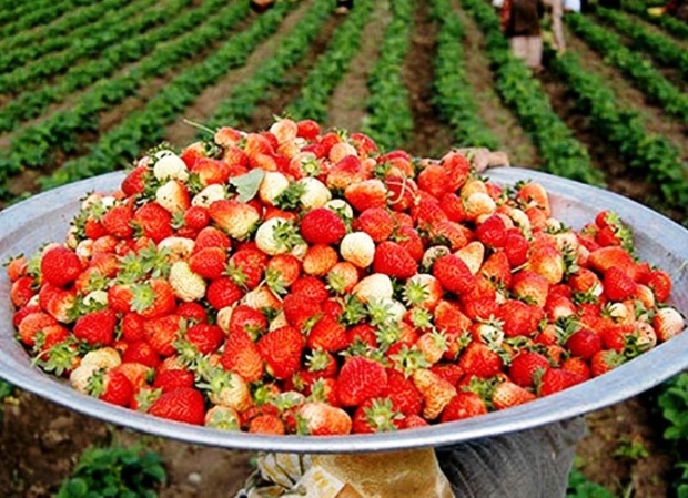 تولید توت فرنگی در کردستان 25 درصد کاهش یافت