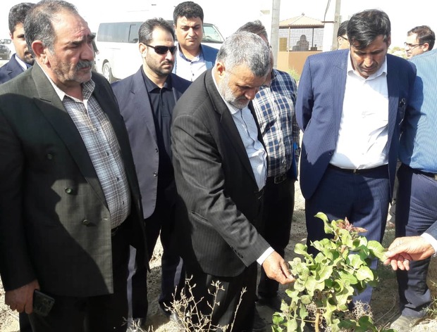 وزیر جهاد کشاورزی واحد فرآوری پسته در دامغان را افتتاح کرد