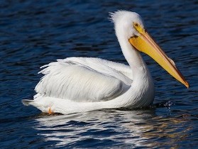 پارک ملی دریاچه ارومیه میزبان 500 قطعه پرنده غول پیکر شد