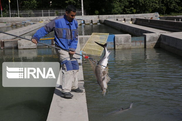 آب مورد نیاز تولید یک هزار و ۴۰۰ تن ماهی در کردستان تخصیص یافت