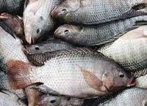 تدوین استاندارد ماهی سالم برای نخستین‌بار در کشور  معرفی ماهی تولیدی استان زنجان به عنوان ماهی سبز