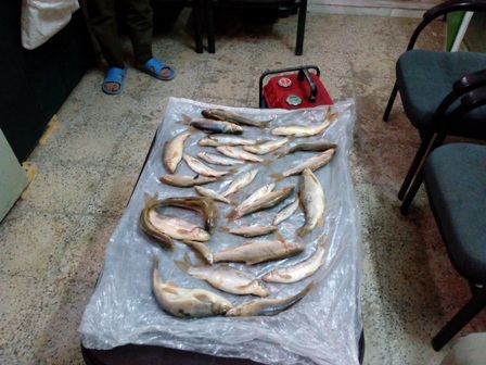 دستگیری متخلفان صید غیرمجاز ماهی در  فریدونشهر