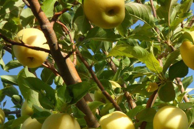 حدود 60 تن سیب درختی از باغ های فریدن برداشت می شود