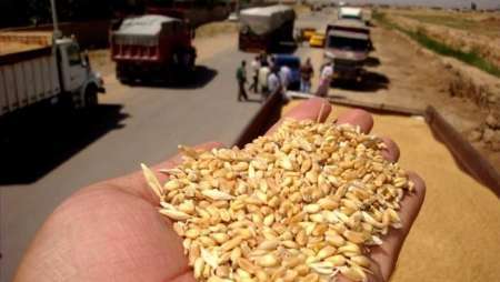برداشت محصول گندم در ساوه آغاز شد