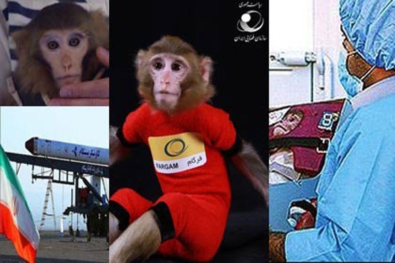 میمون های فضائی ایران بچه دار شدند