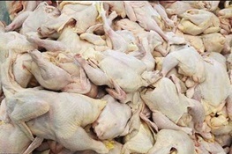 مدیرکل پشتیبانی امور دام استان قزوین: گوشت مرغ و قرمز به میزان کافی در استان قزوین ذخیره شده است