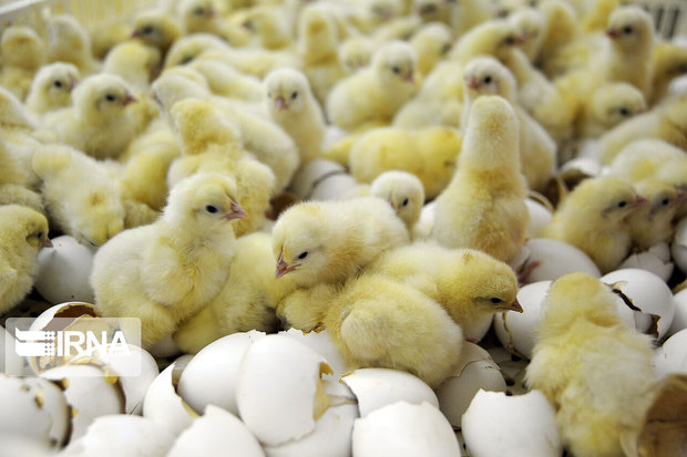 جوجه‌ریزی در مرغداری‌های سمنان ۱۴ درصد افزایش یافت