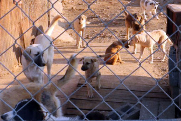 ‍ یک هزار و ۸۰۰ قلاده سگ بی‌پناه در سقز جمع آوری شد