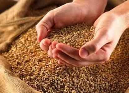 80 هزار تن گندم مازاد بر نیاز کشاورزان جنوب شرق تهران خریداری شد