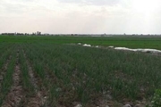 نرخ اجاره بهای زمین های کشاورزی شمال خوزستان تعدیل شد