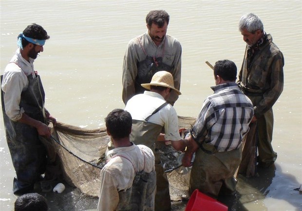 ۲ میلیون قطعه بچه ماهی در منابع آبی کردستان رهاسازی شد