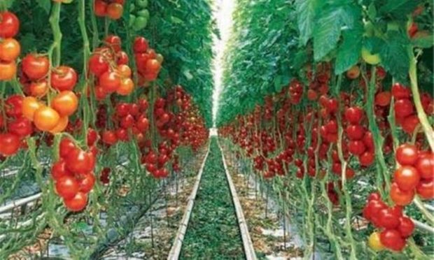 148 میلیون دلار کالای کشاورزی از آذربایجان شرقی صادر شد