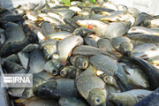 تولید ماهیان گرمابی گلستان رو به افزایش است