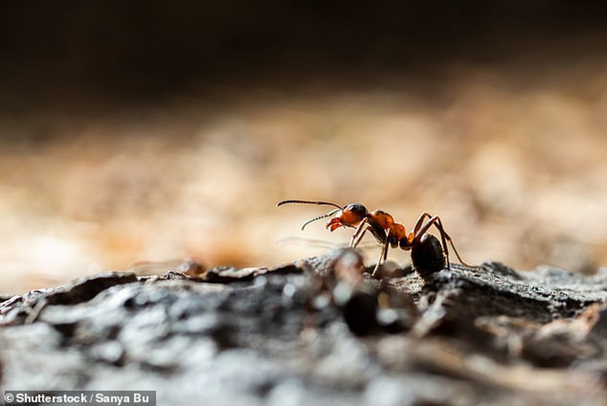 رفتار جالب مورچه‌های مریض در قبال جامعه