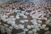 سالانه ۱۳۰۰ تن گوشت سفید در بهمئی تولید می‌شود