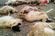 99 راس گوسفند در برخورد با کامیون در زرندیه تلف شدند