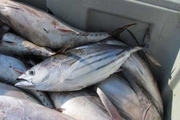 ۲هزار تن ماهی از آب های جاسک صید شد