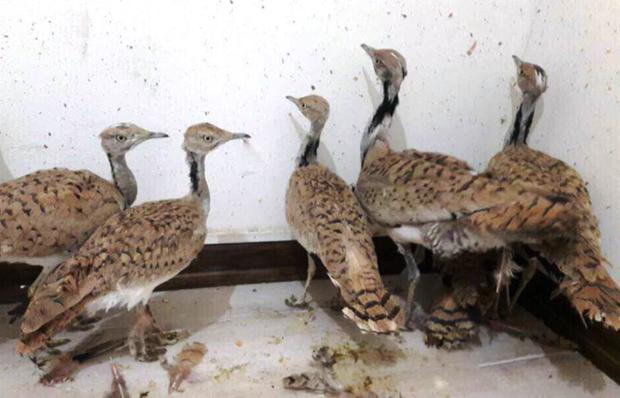 29 هوبره از باند قاچاق پرندگان در فارس کشف شد