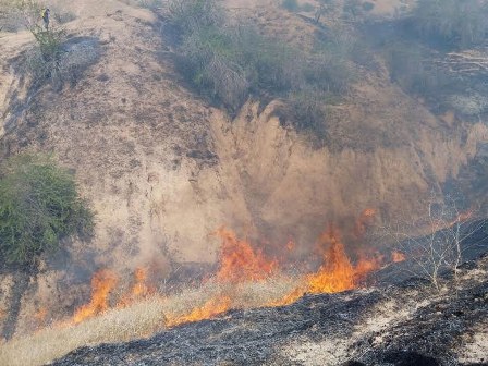 30 هکتار از جنگل های 'أم الدبس' دشت آزادگان در آتش سوخت