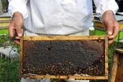 تولید عسل در خاتم ٢٠ درصد افزایش یافت