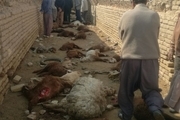 54 راس گوسفند در روستای دارین روداب تلف شد+ عکس