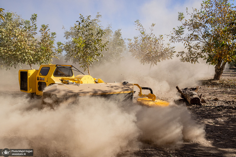 برداشت مکانیزه گردو در استان زنجان