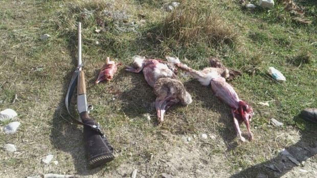 دستگیری شکارچیان غیر مجاز در خراسان جنوبی ۷۵ درصد افزایش یافت