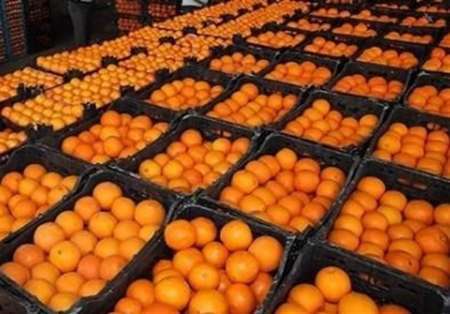 رئیس جهاد کشاورزی استان: توزیع پرتقال شب عید در قم تا پایان فروردین ماه ادامه دارد