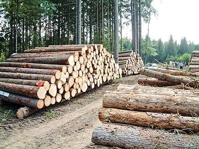 تشدید بازرسی ها برای جلوگیری از خروج هرگونه اشجار جنگلی از اهر