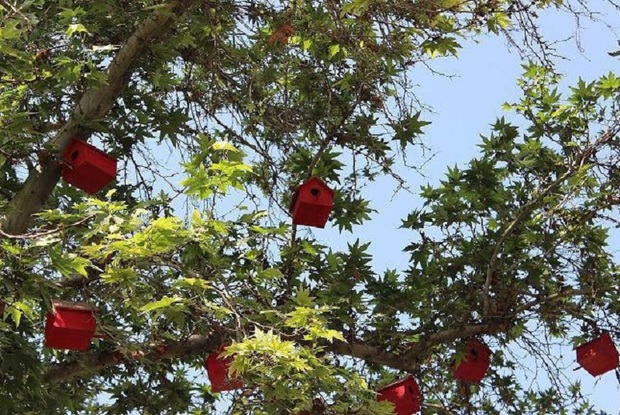 50 لانه گنجشک بر روی درختان قزوین نصب شد