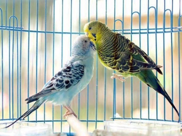 نگهداری پرندگان در منزل، سلامت افراد را به خطر می اندازد
