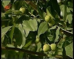 درختان گردوی امام‌قیس درشهرستان بروجن  ثبت‌ملی می‌شود
